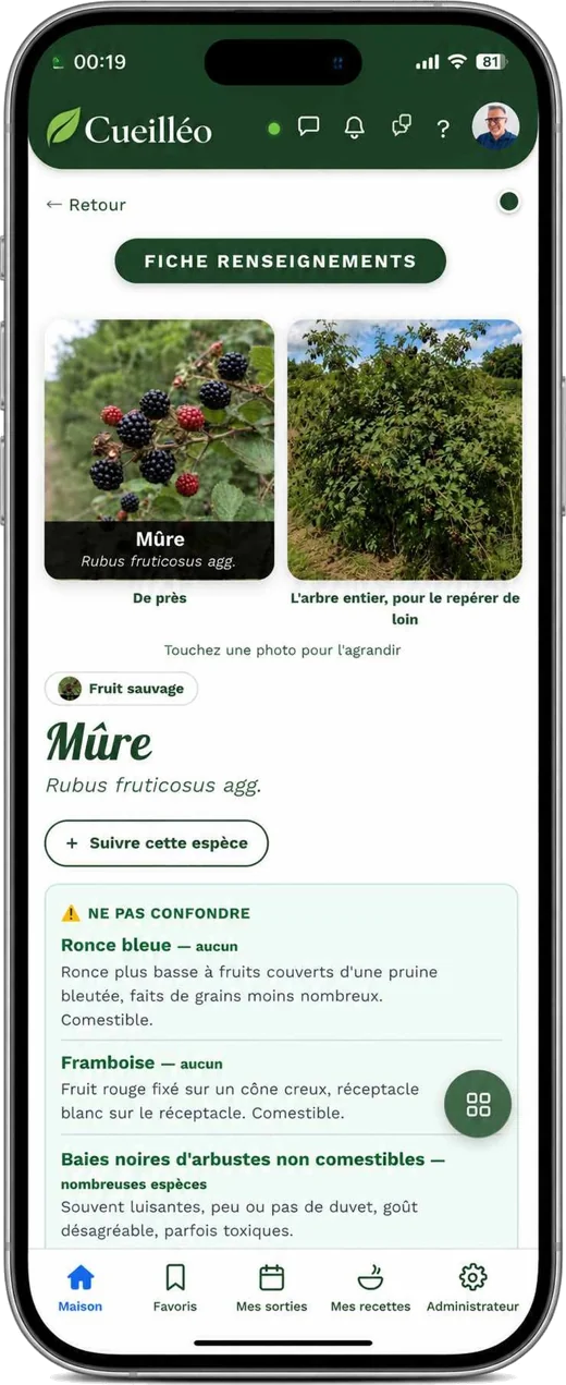 Cueilléo : la fiche d’une espèce